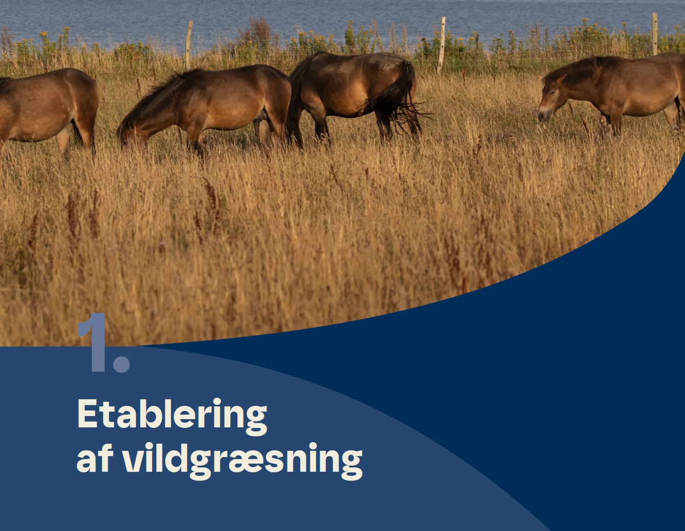 Kapitel 1. Etablering af vildgræsning