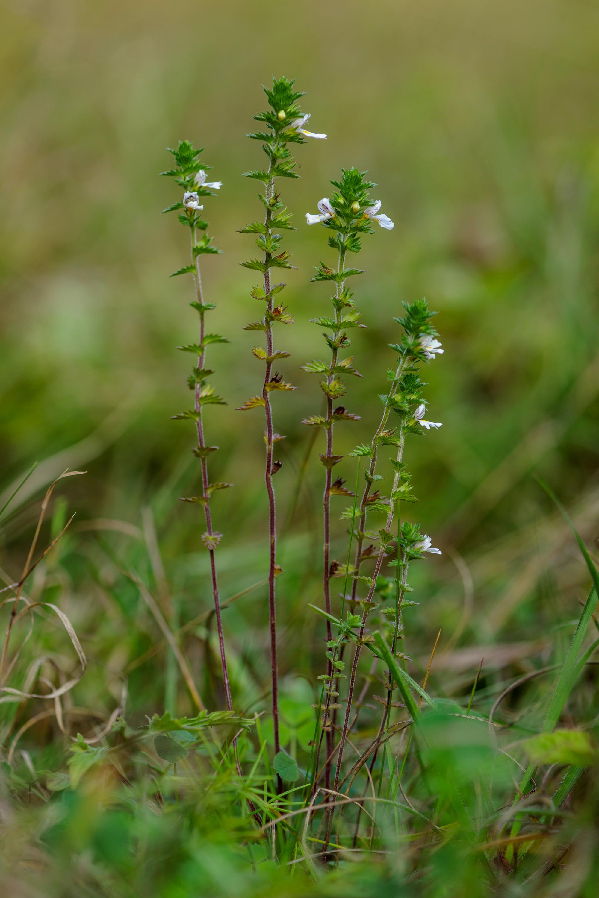 Plante genopstået fra de døde