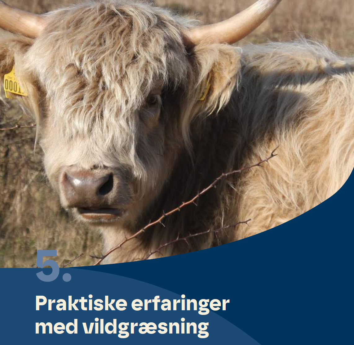 Kapitel 5. Praktiske erfaringer med vildgræsning