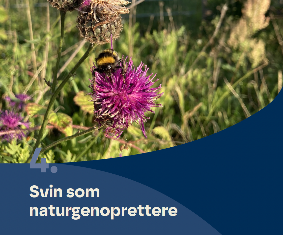 Kapitel 4. Svin som naturgenoprettere
